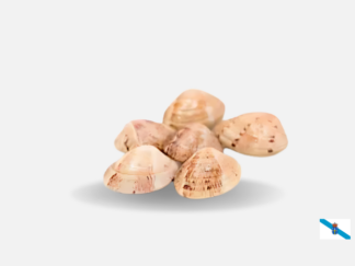 almeja amarilla