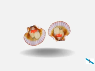 Vieiras frescas
