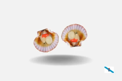 Vieiras frescas